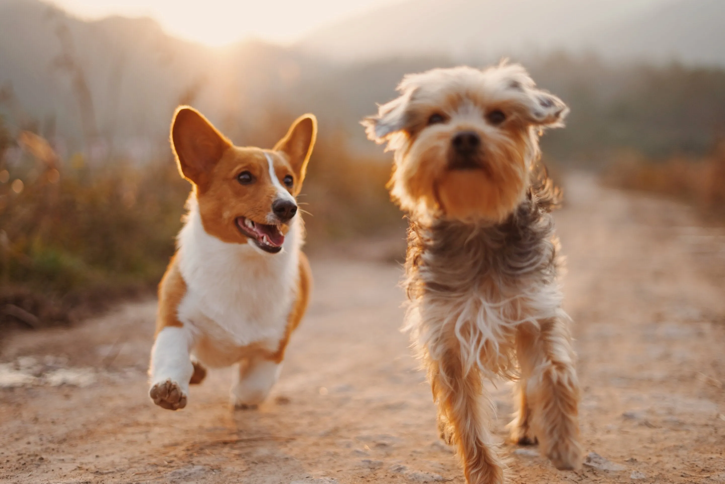 Anti-bark Training Dog Collar