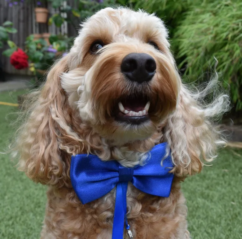 Blue Dog Bow Tie with Optional Ring Carrier