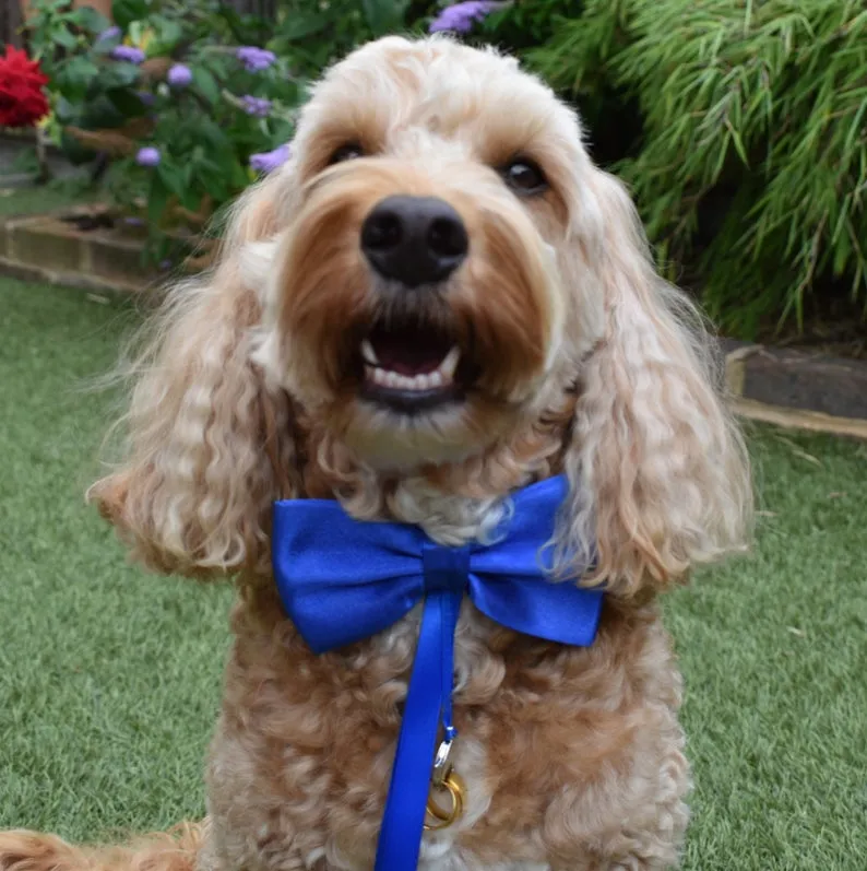 Blue Dog Bow Tie with Optional Ring Carrier