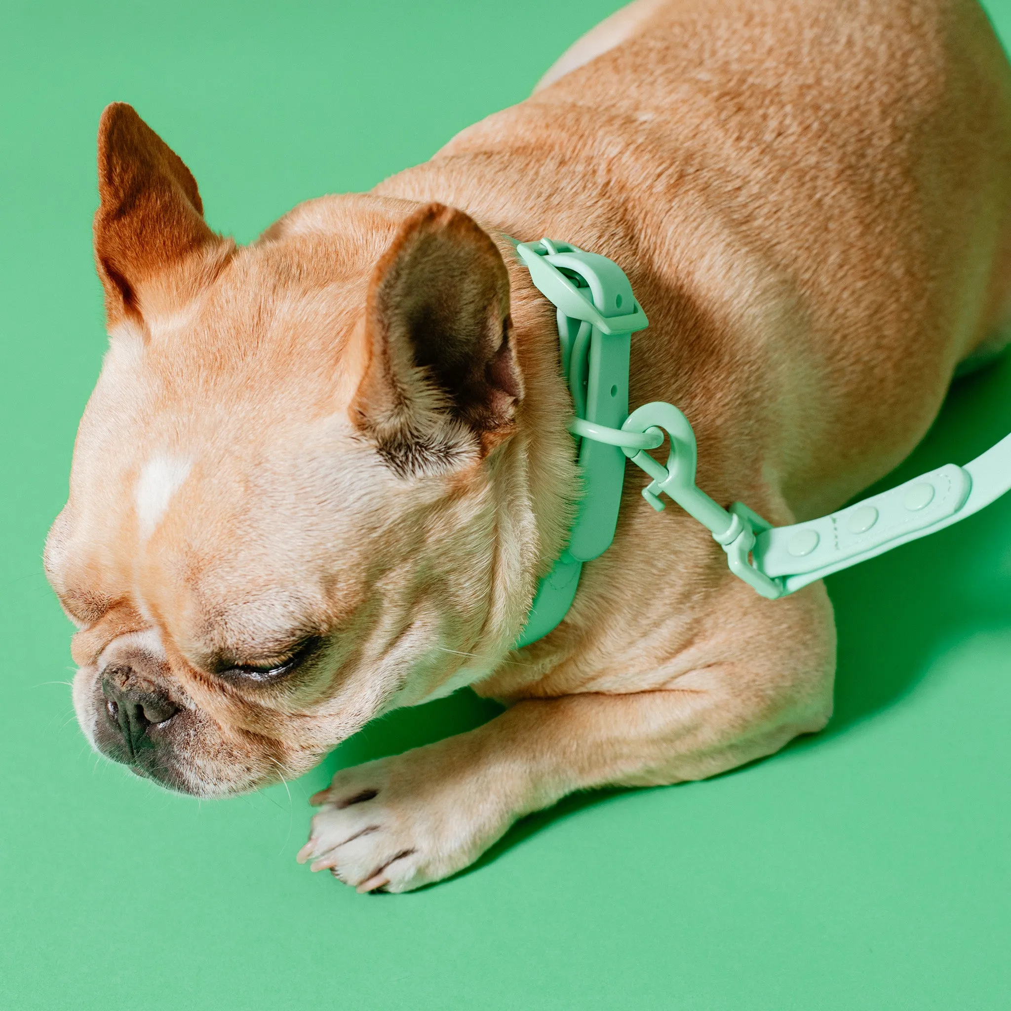 Frenchie Waterproof Collar - Mint Green